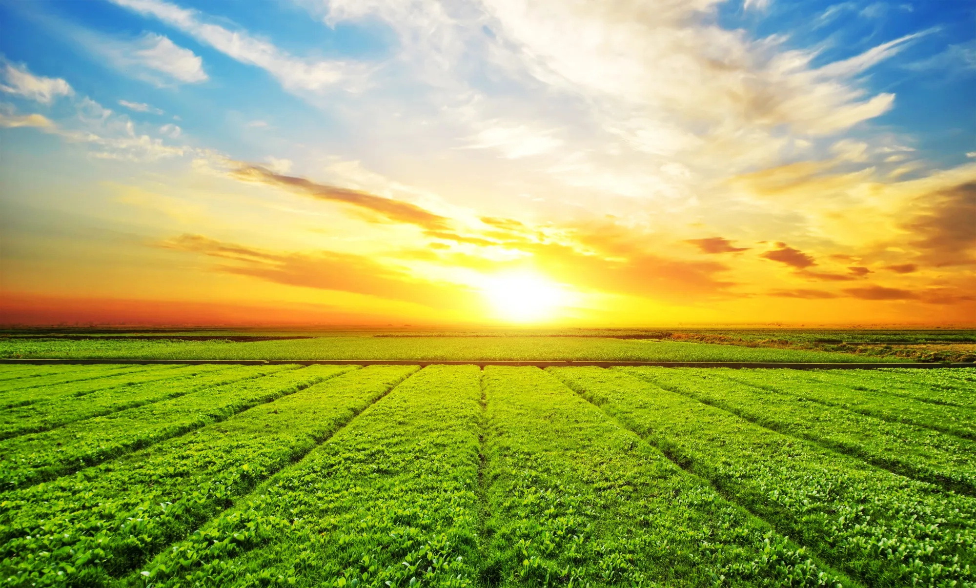 B. Sc. Agriculture at Vishveshwarya Group of Institutions